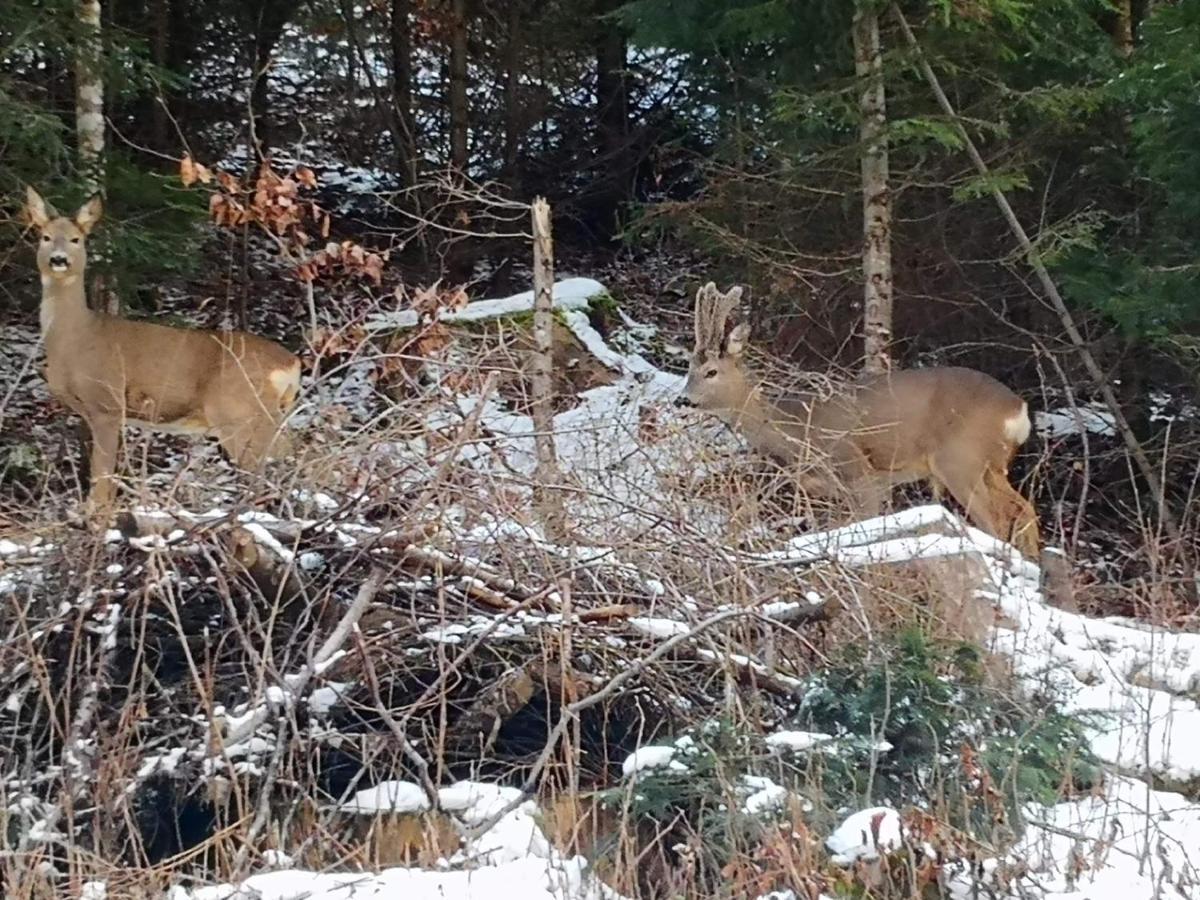 Patakvoelgye Vendeghaz Villa Izvoare  Dış mekan fotoğraf